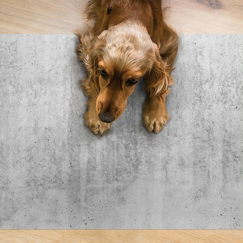 Hunde katzen fressnapf - hunde,